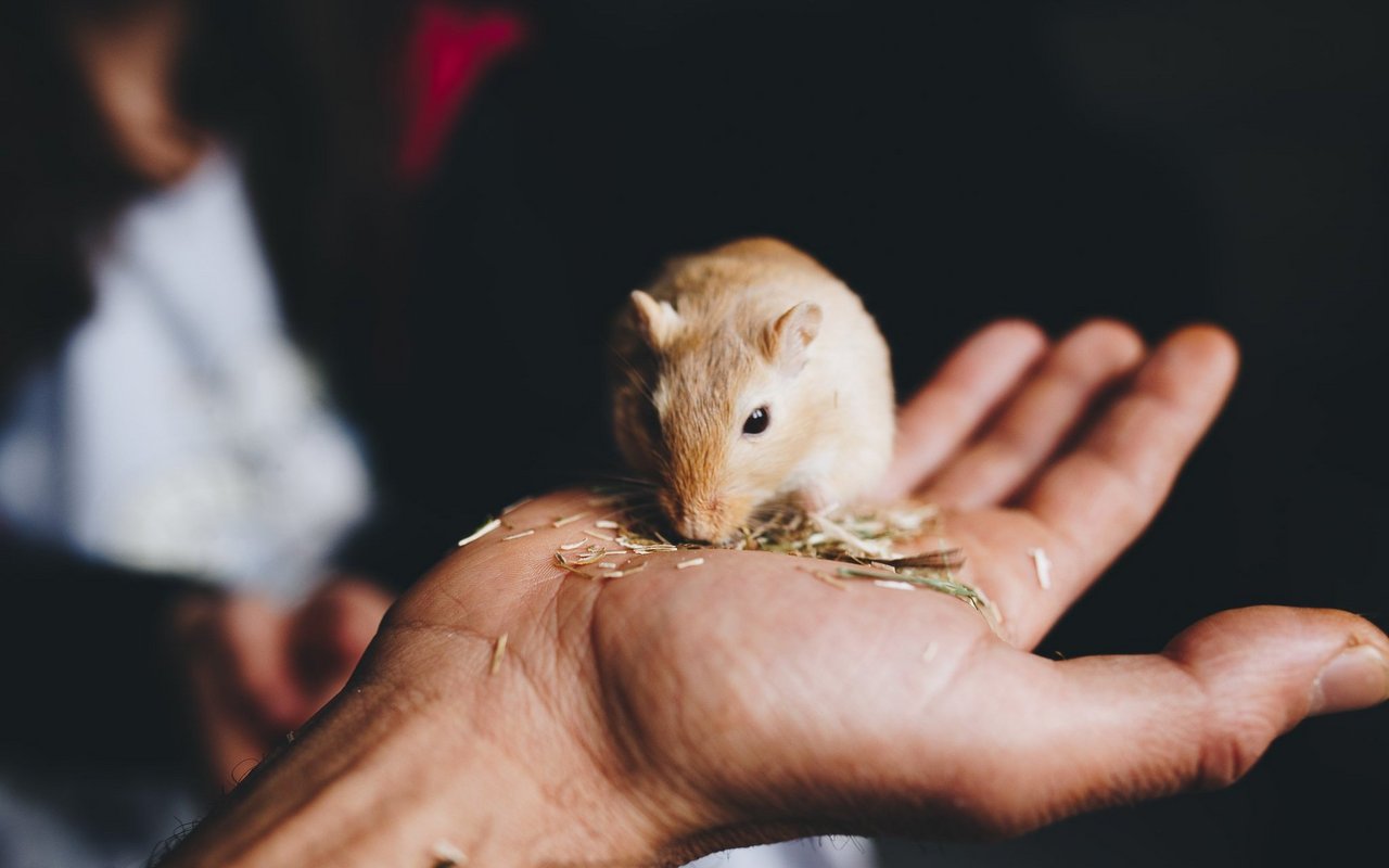 Es braucht viel Geduld bis ein Gerbil aus der Hand frisst. 