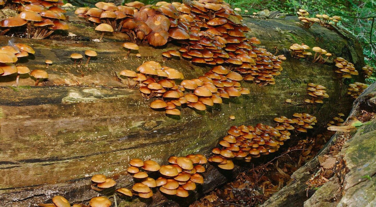 Stockschwämmchen
