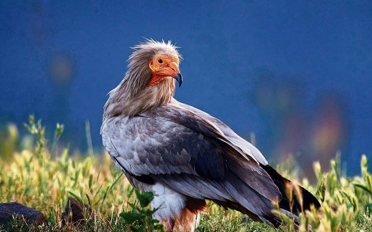 Schmutzgeier fliegen selten in die Schweiz.