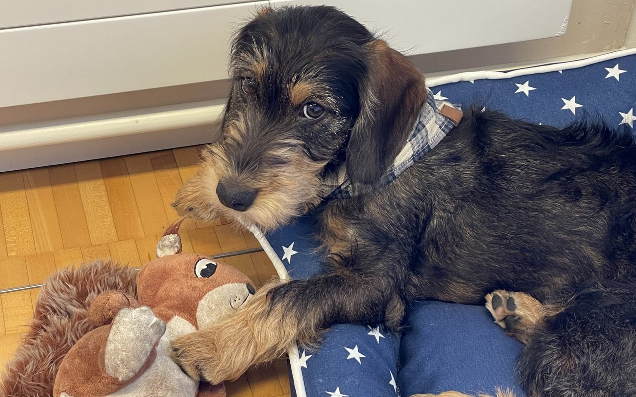 Am ersten Bürotag durfte Frieda das Eichhörnchen von Hundekollegin Belka ausleihen.