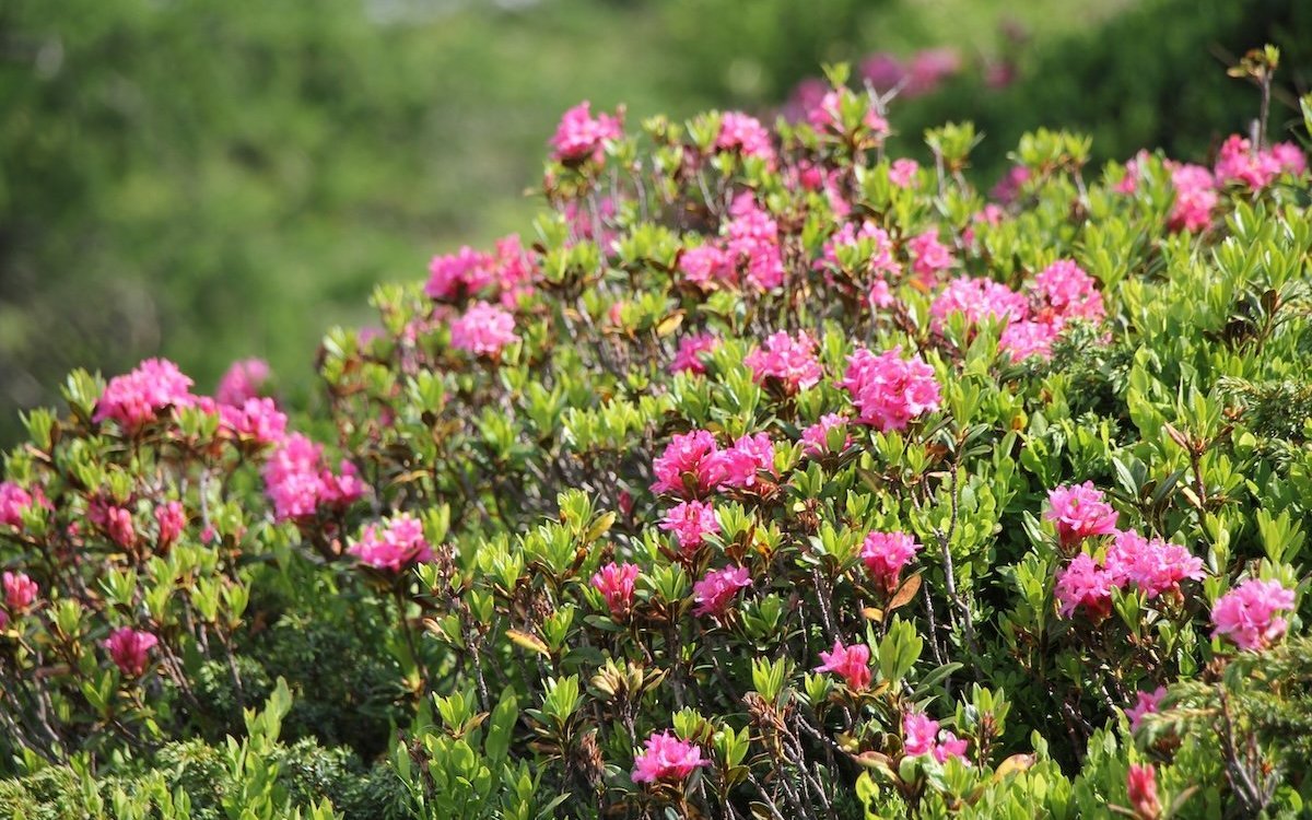 Im Juni stehen Alpenrosen auf dem Simplon in voller Blüte.