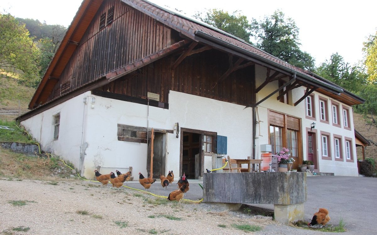 Idealer kann es nicht sein, Vorwerkhühner geniessen freien Auslauf um das Haus. 