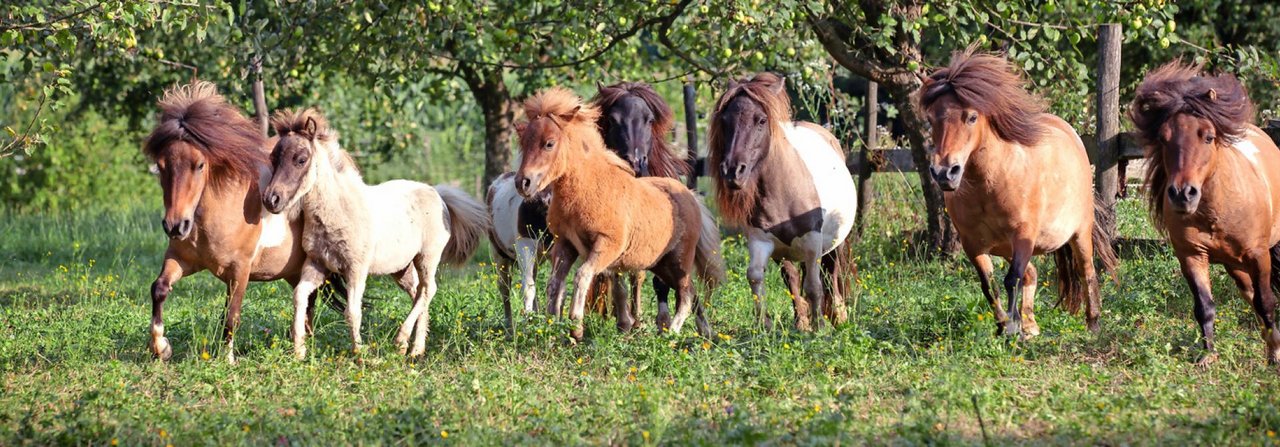 Shetlandponys sind die bekanntesten Vertreter kleiner Pferderassen.