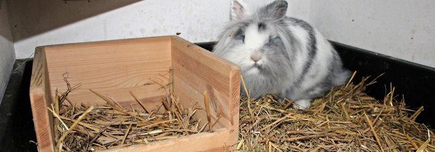 Kaninchen vor Nestbox