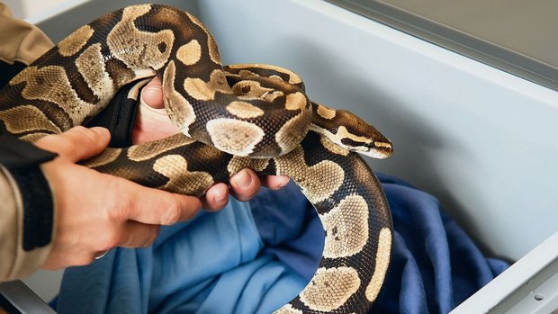 Lebende Tiere sind kein gutes Souvenir! Eine Zollbeamtin kontrolliert, ob es sich bei der Schlange um ein illegal eingeführtes Exemplar handelt. 