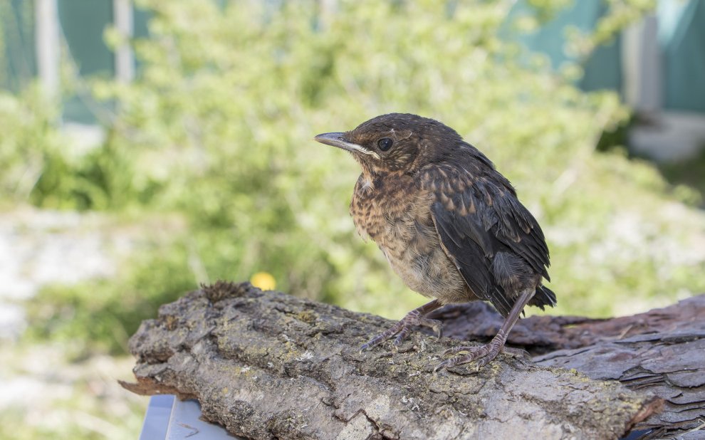 Diese junge Amsel braucht keine Hilfe, da sie alt genug ist, um ausserhalb des Nests zurechtzukommen und weiterhin auf die Fürsorge ihrer Eltern zählen kann