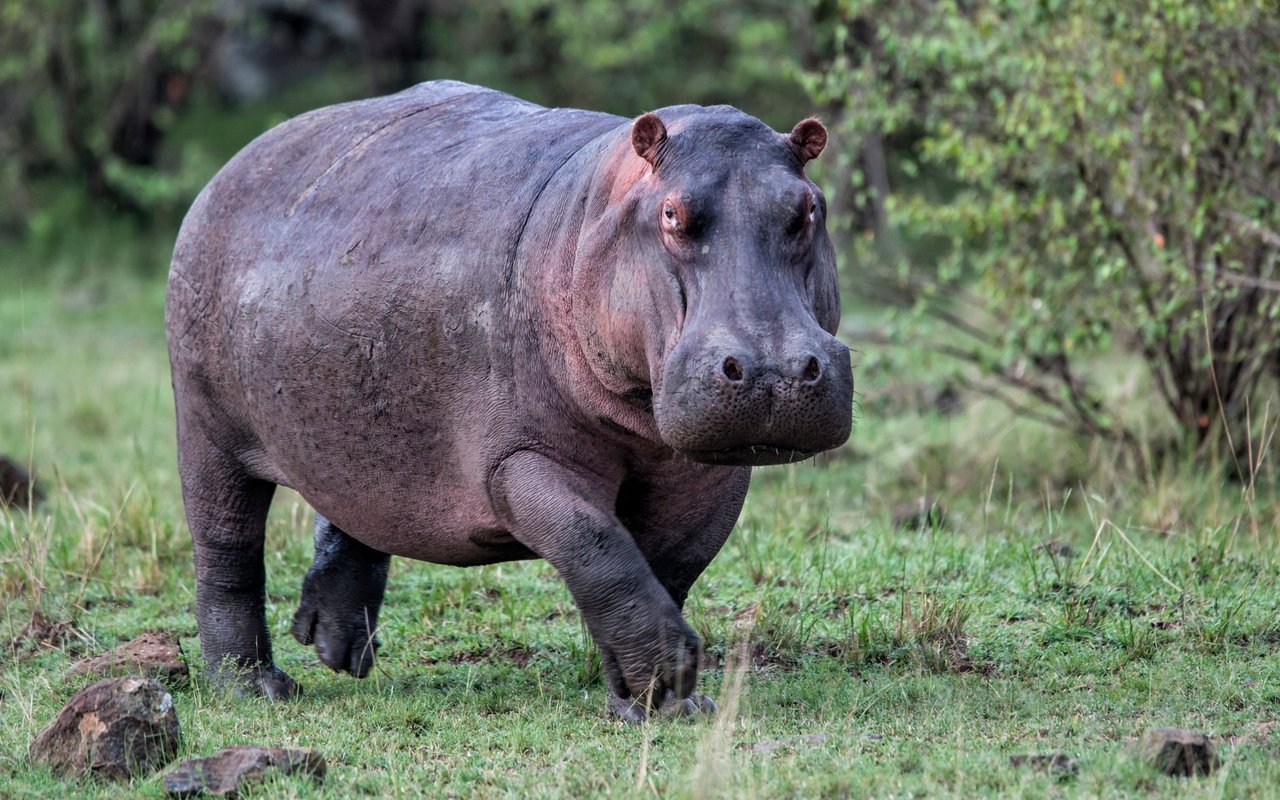 Die grössten Flusspferd-Populationen gibt es in Sambia und der Demokratischen Republik Kongo.