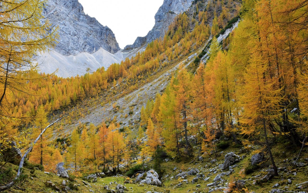 Europäische Lärche (Larix decidua)