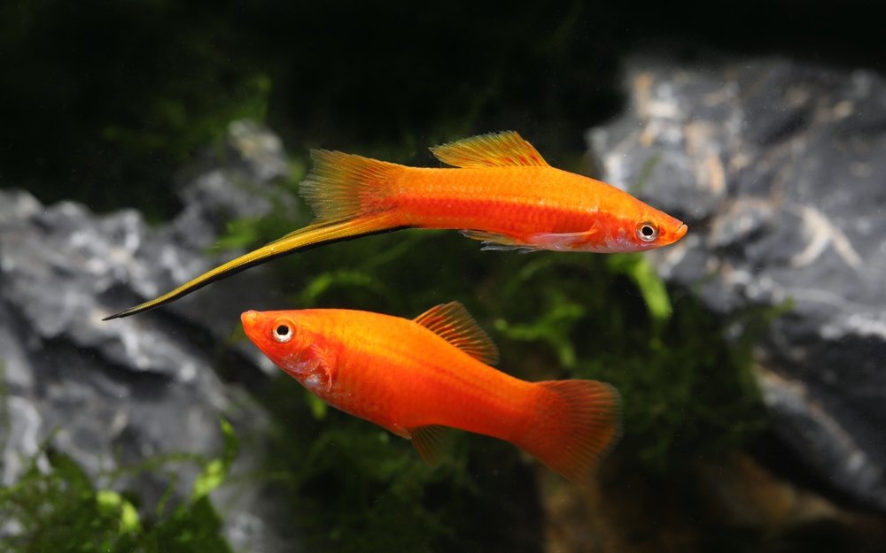 Die Stammform des Schwertträgers stammt aus Gewässer mit hartem Wasser aus Zentralamerika. 