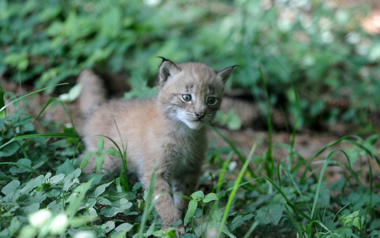 Es gab gleich dreifachen Luchs-Nachwuchs. 