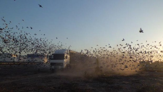 Brieftauben starten zum Wettfliegen in Portugal