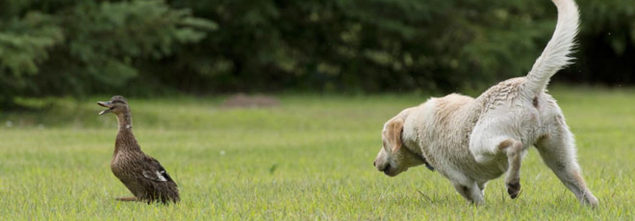 Ein Hund hetzt eine Ente – was auf der Jagd erwünscht ist, nervt auf dem Spaziergang.