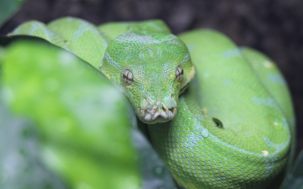 Die Grüne Baumpython in ihrem Regenwaldterrarium. 