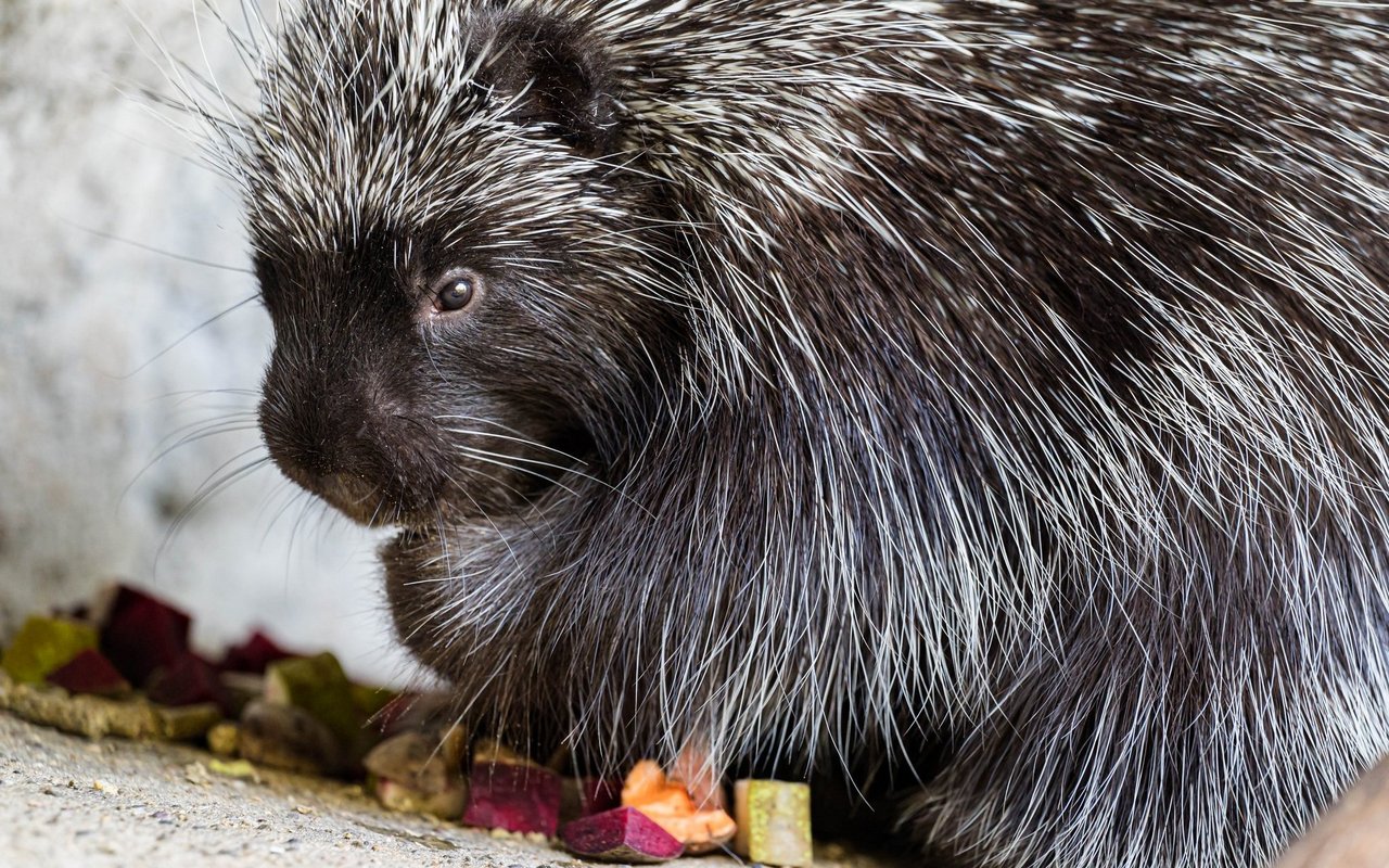 Ursons nehmen bis zu 20% ihres Körpergewichts als Winterspeck zu.