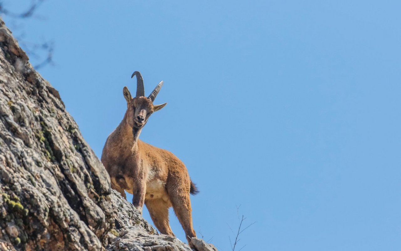 Die Wildziege ist nach dem Wolf eines der ersten Tiere, das vom Menschen domestiziert wurde.