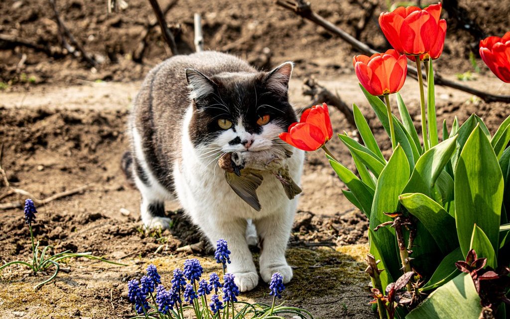 Viele Vögel fallen den Katzen zum Opfer. 