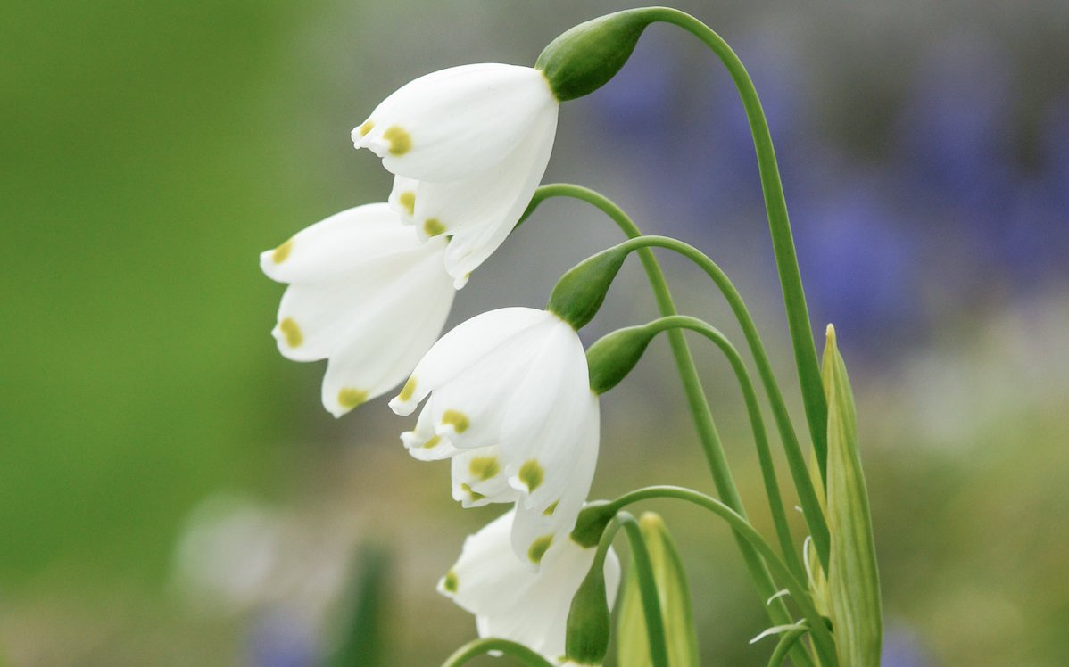 Märzenglöckchen (Leucojum aestivum) gehören zu den Amaryllisgewächsen. 