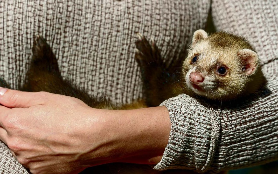 Frettchen lieben es, wenn sich ihre Halterinnen und Halter mit ihnen beschäftigen und sie bespassen. Da die Tiere tagsüber oft
schlafen und erst abends so richtig in die Gänge kommen, können sie für berufstätige Menschen die idealen Haustiere sein.