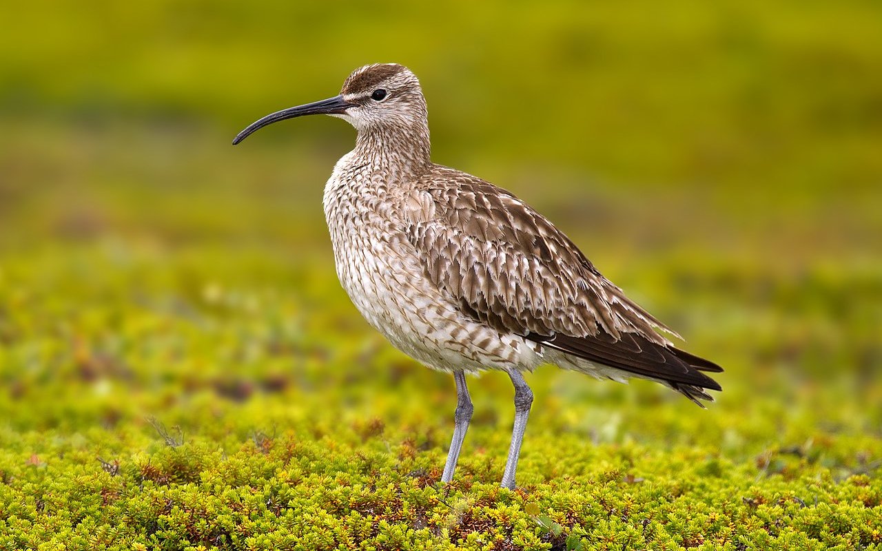 Regenbrachvogel