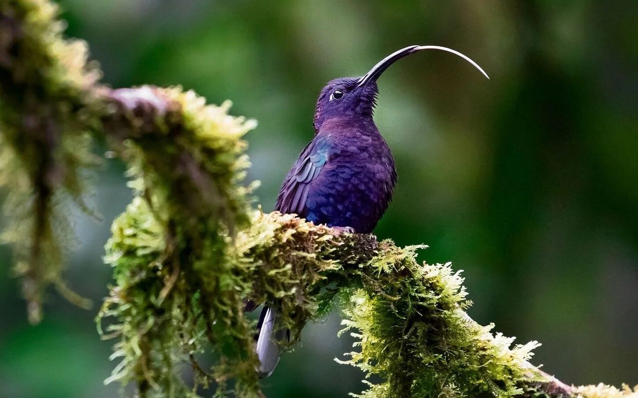 Ein seltener Moment der Ruhe für den sonst rastlosen Flugkünstler.