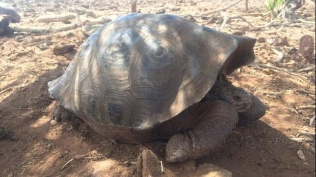 Die Riesenschildkröte von San Cristóbal