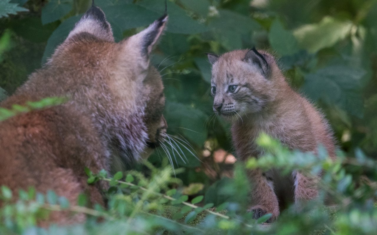 Auf Mama Luchs muss gehört werden.