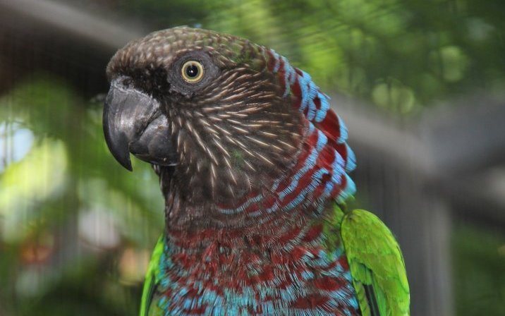 Der Dunkelstirnige Fächerpapagei wird noch viel seltener gehalten als die Nominatform. Hier ein Exemplar im Loro Parque auf Teneriffa, Spanien. 
