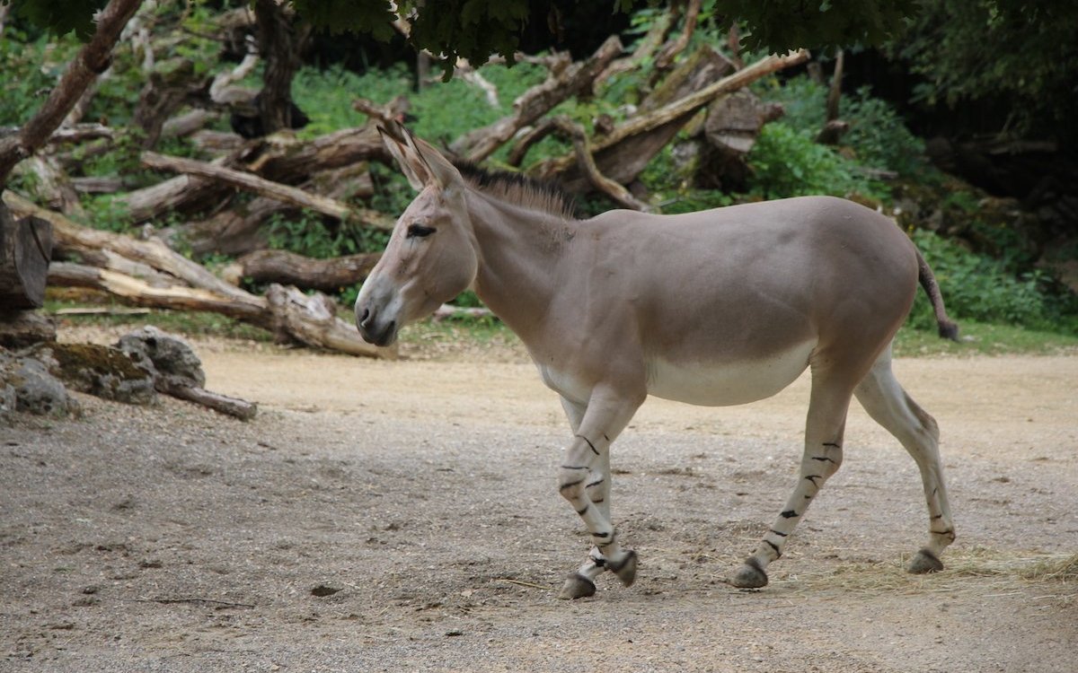 Somali-Wildesel sind in der Natur fast ausgestorben, im Basler Zoo wird ihre Zucht europaweit koordiniert. 