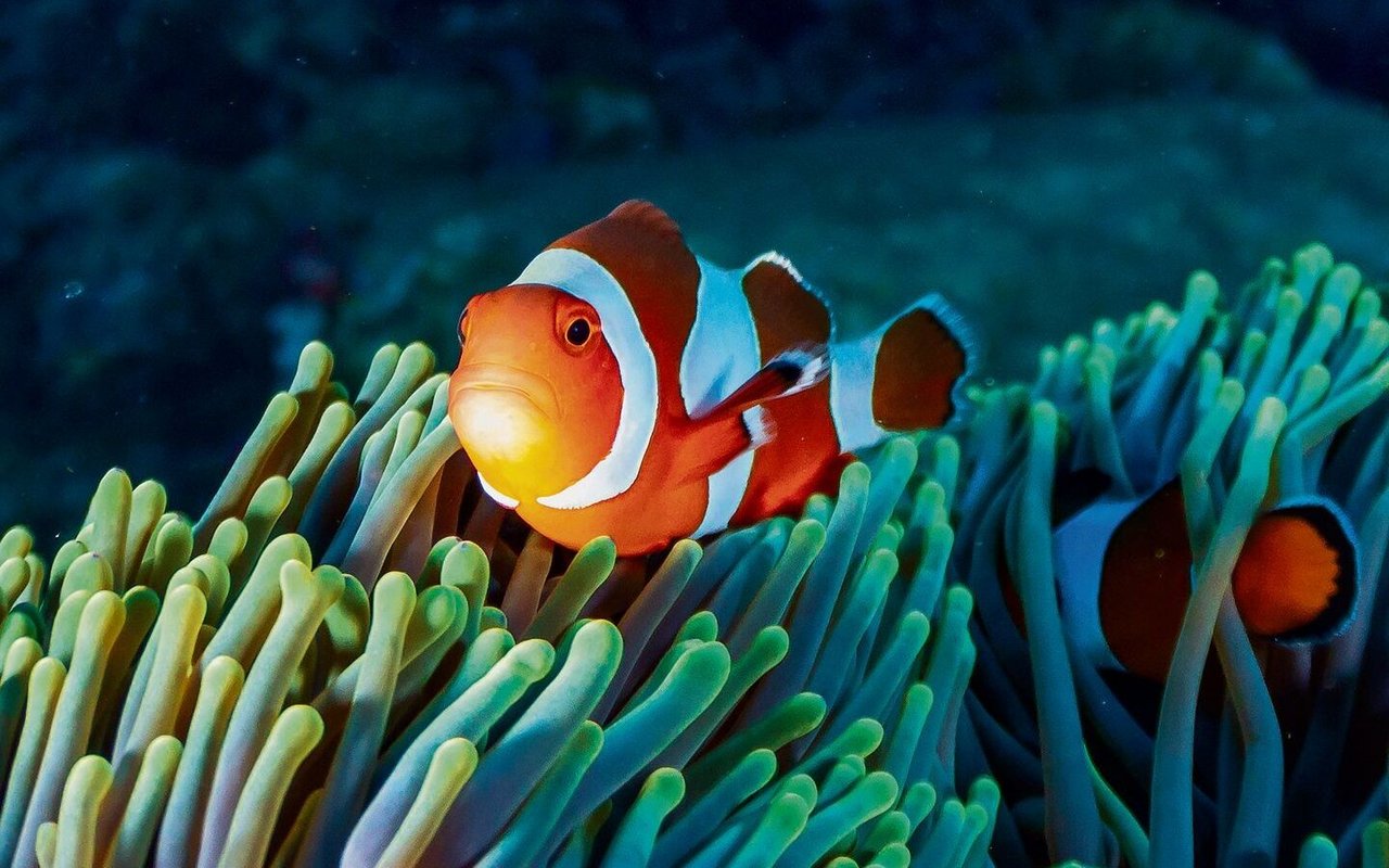 Clownfische können das jeweilige Geschlecht wie mit einem Lichtschalter an- und ausschalten.