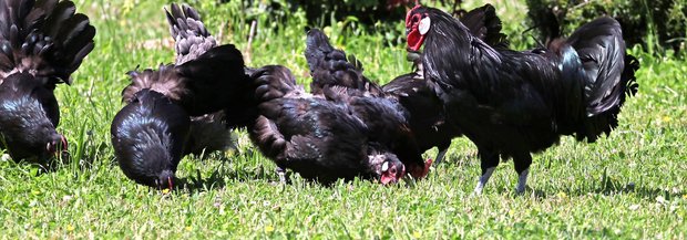 Hahn mit Hennen im Hof