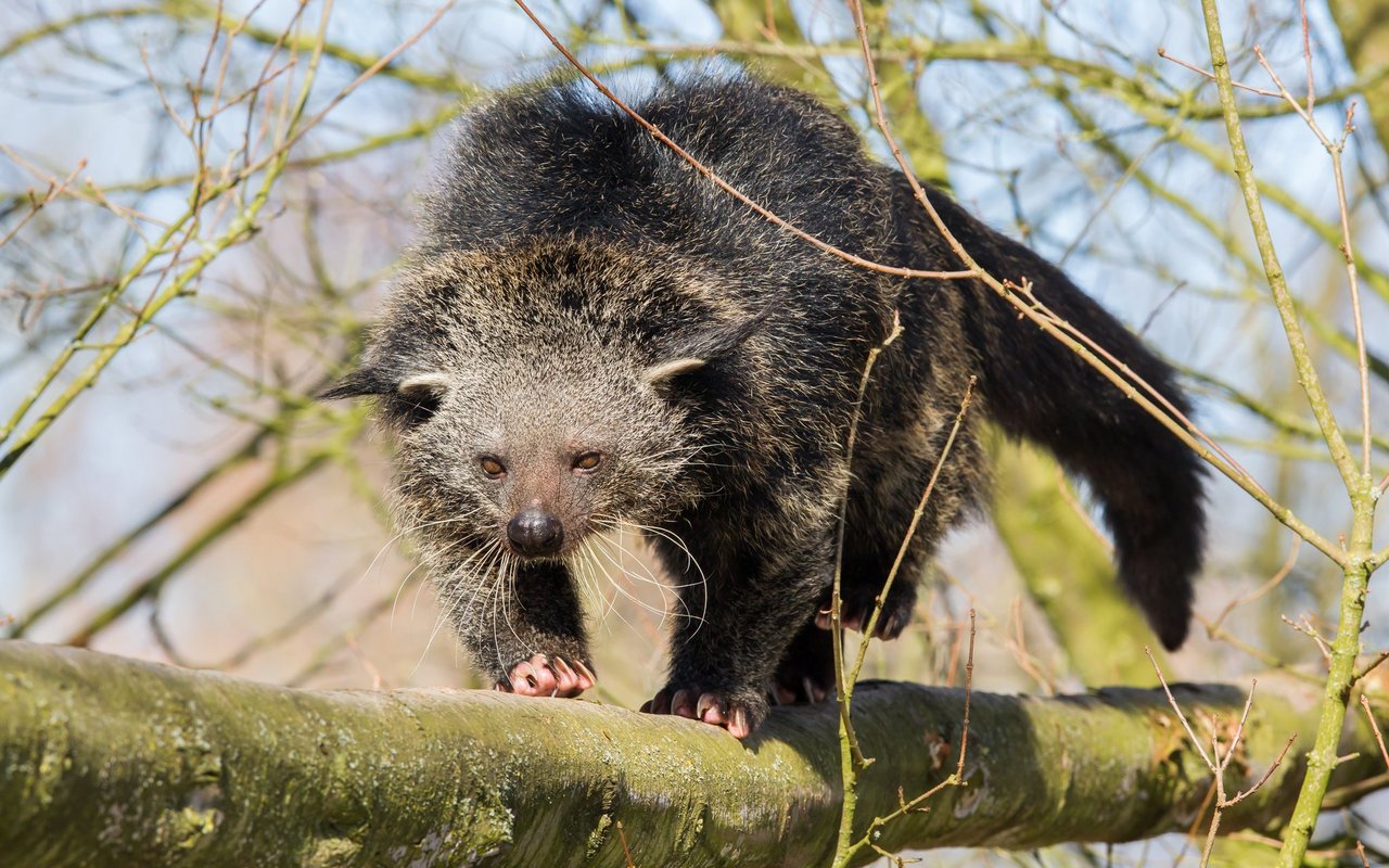 Ist der Name Marderbär etwa ein Hinweis auf die Familie, zu welcher er gehört?