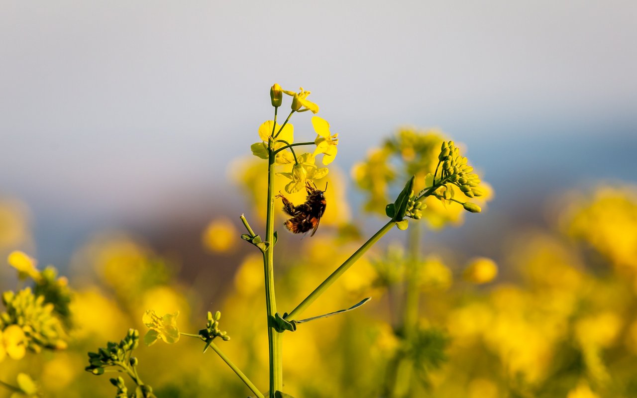 Nach Angaben der Vereinten Nationen ist das Aussterben von Bienenarten aufgrund menschlicher Einflüsse derzeit 100- bis 1.000-mal höher als normal.