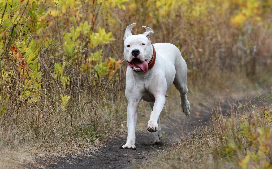 Die Argentinische Dogge trägt fast immer ein vollständig weisses Fell – ursprünglich, damit sie bei der Jagd gut sichtbar war.