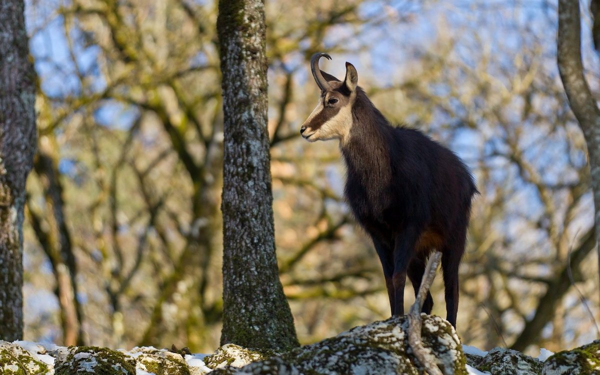 Gämsen leben im Tierpark Biel in einem natürlichen Gehege mit Felswänden.