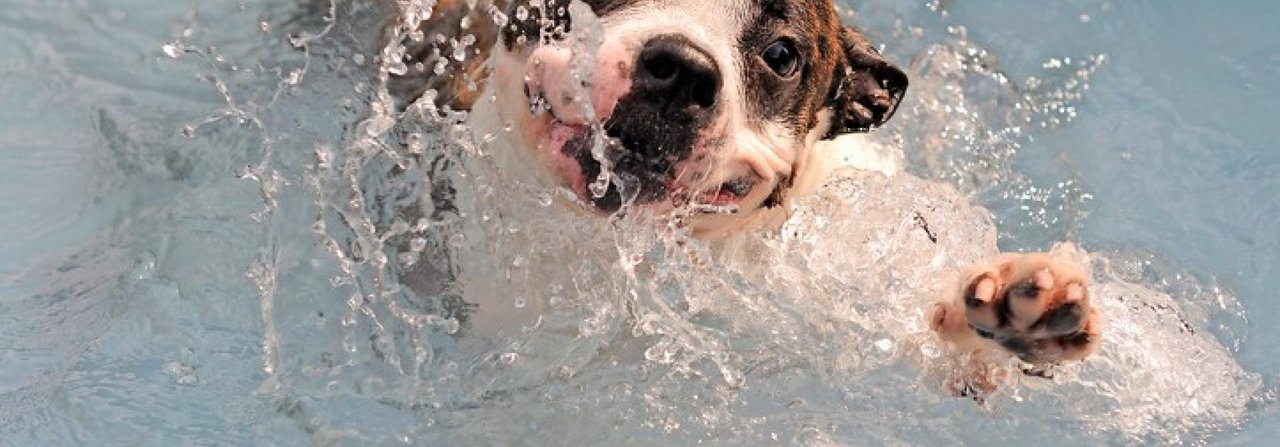 Gewässer können auch für Hunde zur Todesfalle werden.