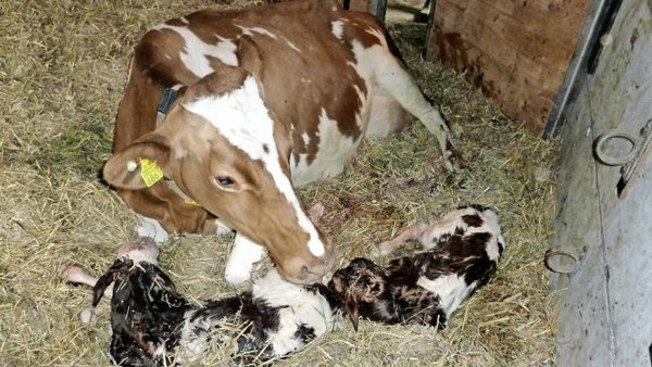 Zwillinge im Stall – Fluch oder Segen? - tierwelt.ch | TierWelt