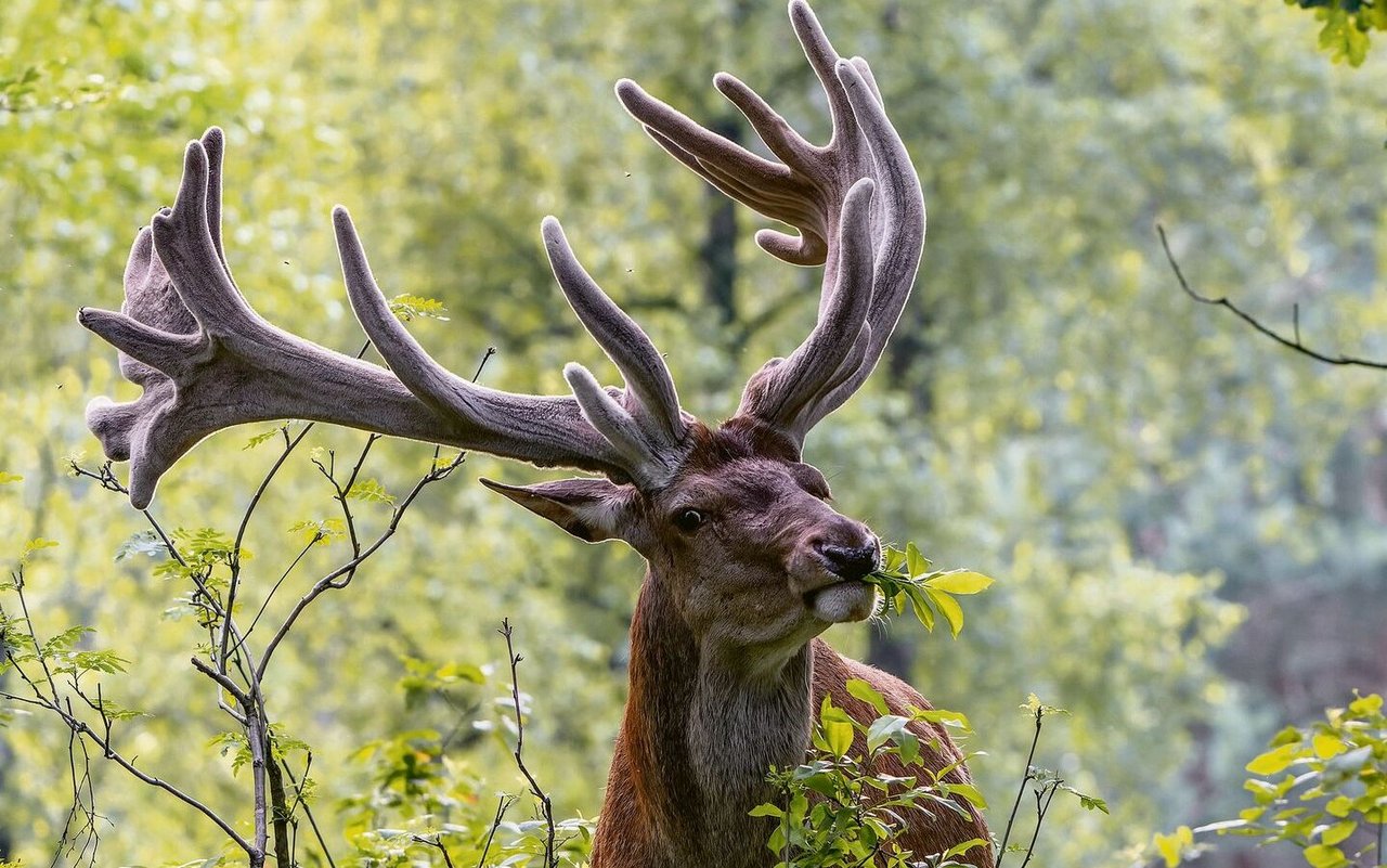 Hirsch am Knabbern.