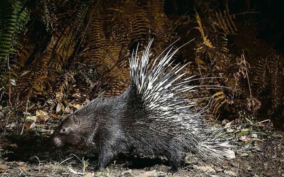 Das Stachelschwein Ist Auf Dem Vormarsch Tierwelt ch TierWelt das-stachelschwein-ist-auf-dem-vormarsch-tierwelt-ch-tierwelt