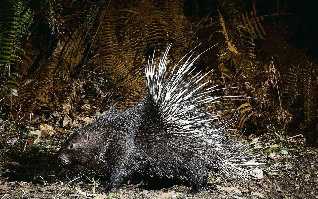 Stachelschwein in Norditalien