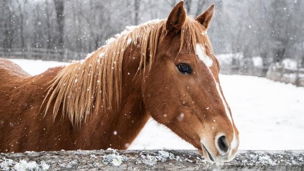Pferd im Schnee schaut über Zaun