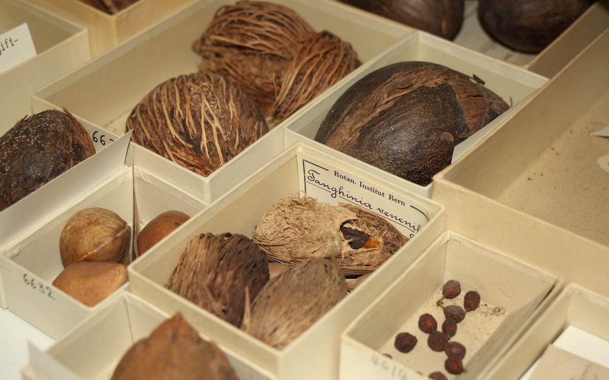 Im Botanischen Garten der Universität Bern sind auch Samen, Zapfen und Fruchtstände von Pflanzen archiviert. 