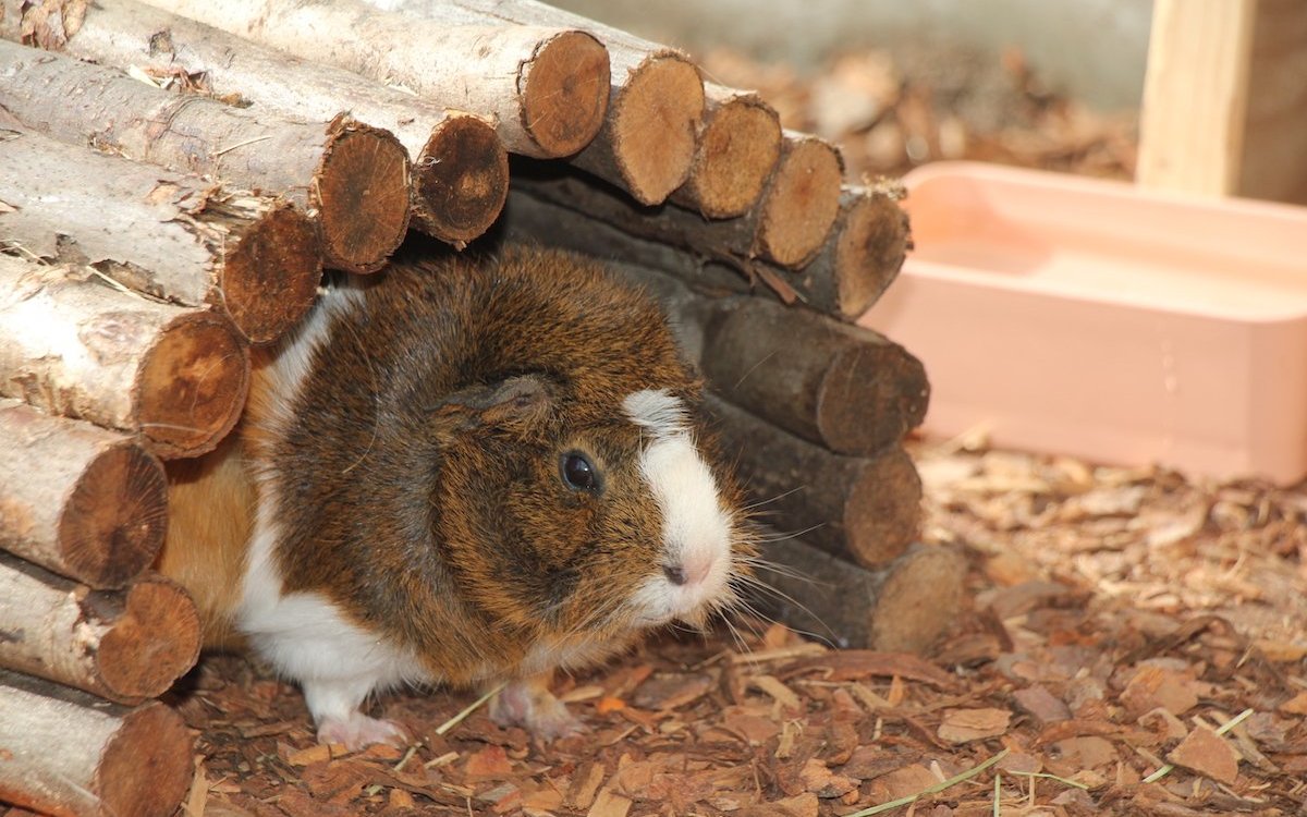 Meerschweinchen werden im Tierzentrum Bern in vorbildlichen Gehegen gehalten. 