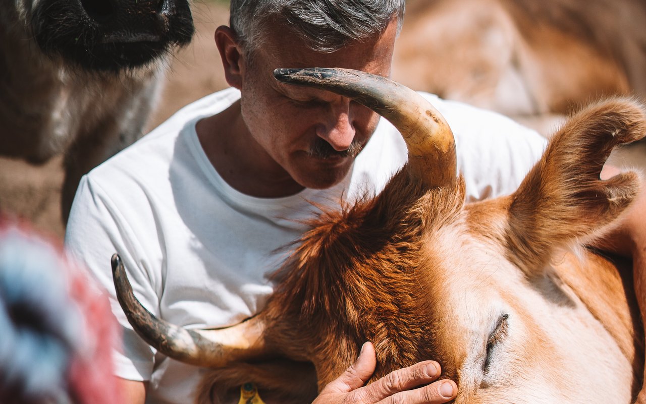 Mit Kühen zu kuscheln bringt eine unglaubliche Ruhe in das Leben des früheren Stadtbewohners.