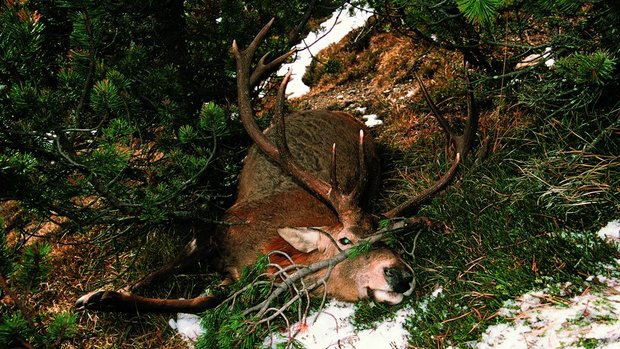 Im November 2004 traf Heinrich Haller auf dieses erschreckende Bild. Der Hirsch fiel einem Wilderer zum Opfer.
