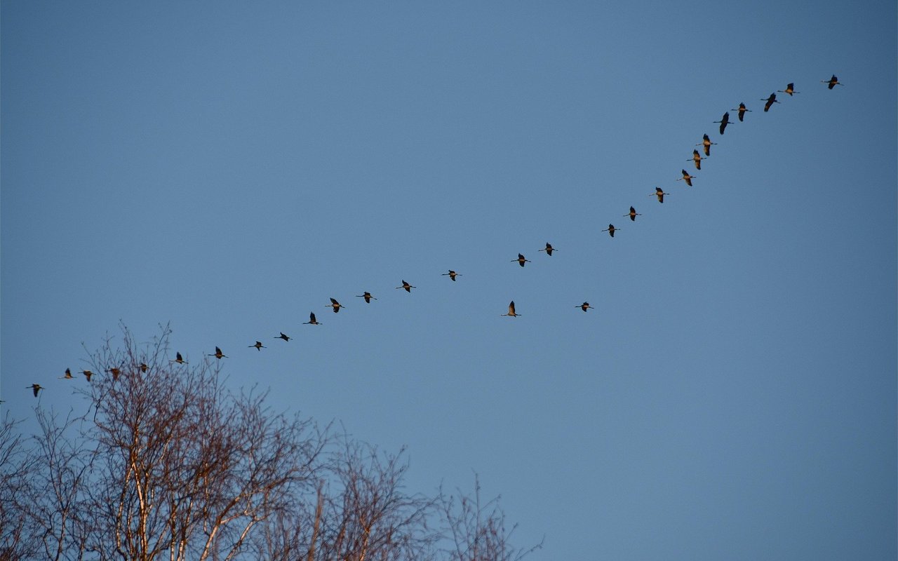 Im Frühling und Herbst ziehen immer öfters auch Kraniche über die Schweiz.