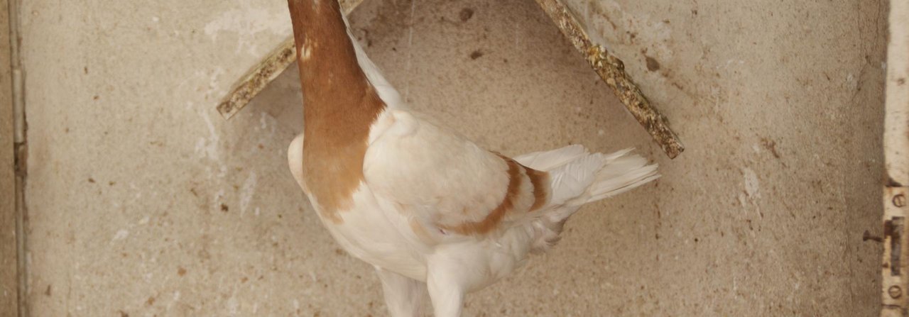 Gelbfahle Huhnschnecken sind absolute Seltenheiten.