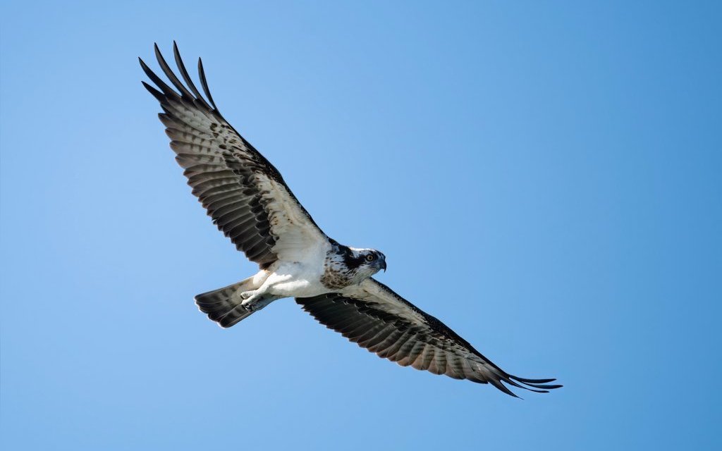 Auf dem Gurnigel im Kanton Bern können auf dem herbstlichen Vogelzug mit Glück Fischadler bei ihrer Reise in den Süden beobachtet werden. 