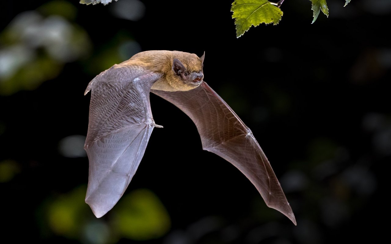 Eine Zwergfledermaus. 