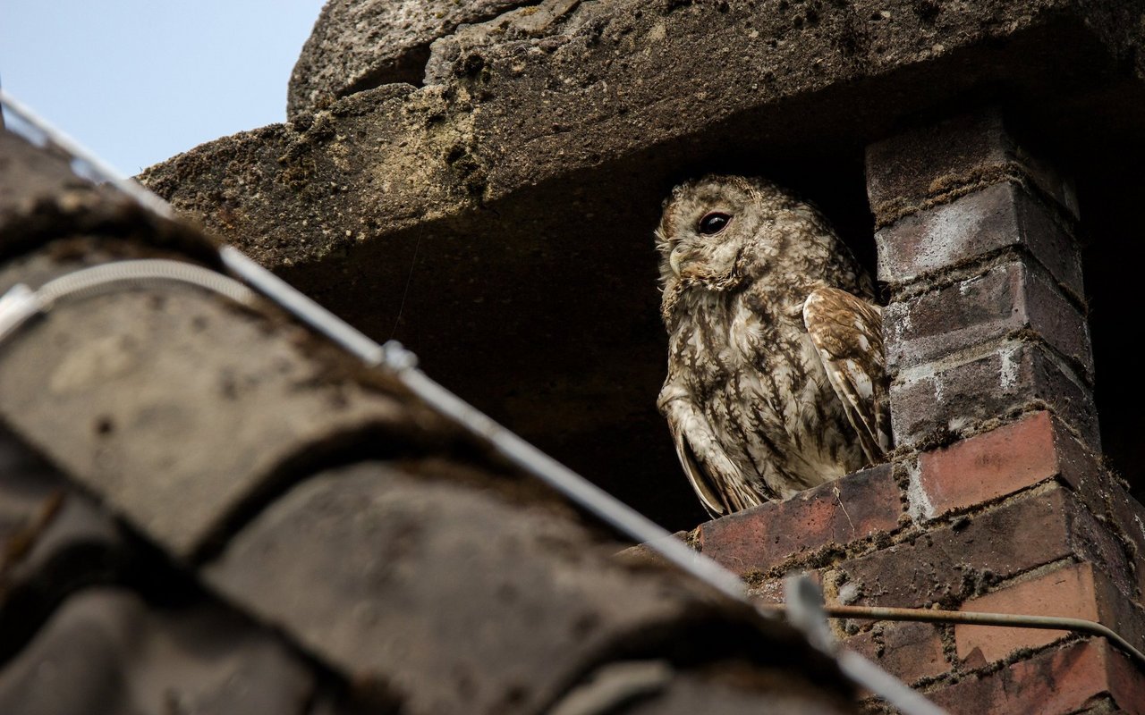 Anfangs Winter setzen die Vögel sich gerne auf Kamine, weil es da wärmer ist.