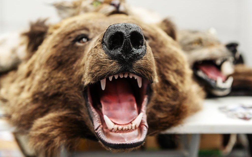 Die meisten Tierfelle und Präparate sind bewilligungspflichtig. Ausnahmen bilden Wildkatzenfelle von Gepard, Jaguar, Nebelparder, Ozelot, Leopard und Tiger - ihre Einfuhr und der Handel ist verboten.